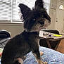 Monster is registered to the contest to win money with this photo: dog, pet, indoor, blanket, curious, ears, fur, table, glasses, phone, living_room, window_blinds, door, wood_floor, cozy, small_dog, sitting, looking, household_items, daylight