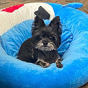 Monster joined the competition — help win amazing prizes! dog, pet, animal, bed, blue_bed, plush, fluffy_ears, black_dog, gray_fur, indoor, floor, stone_floor, resting, cute, small_dog, alert, cozy, fur, companion, domestic_animal
