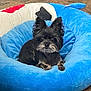 dog, pet, animal, bed, blue_bed, plush, fluffy_ears, black_dog, gray_fur, indoor, floor, stone_floor, resting, cute, small_dog, alert, cozy, fur, companion, domestic_animal