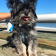 Monster joined the competition — help win amazing prizes! beach, black, canine, closeup, daytime, dog, fluffy, furry, grey, happy, leash, nature, ocean, outdoor, pet, sitting, sky, sunny, tongue_out, wooden_planks