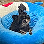 Monster joined the competition — help win amazing prizes! animal, black_dog, blue_bed, comfort, companion, cozy, curious, cute, dog, domestic_animal, floor, fluffy, furry, indoor, pet, plush_bed, puppy, resting, small_dog, tilted_head