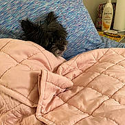 Monster is registered to the contest to win money with this photo: bed, black_dog, blanket, comfort, cozy, dog, fabric, fur, furniture, household_items, indoor, lotion, paper_towel, pet, pillow, quilt, relaxation, resting, small_dog, textile