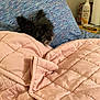 bed, black_dog, blanket, comfort, cozy, dog, fabric, fur, furniture, household_items, indoor, lotion, paper_towel, pet, pillow, quilt, relaxation, resting, small_dog, textile