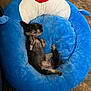 Monster joined the competition — help win amazing prizes! animal, bedroom, blue_bed, cozy, cute, dog, floor, fur, indoor, lying_down, paw, pet, playful, plush_bed, relaxing, resting, shark_bed, small_dog, snout, tail