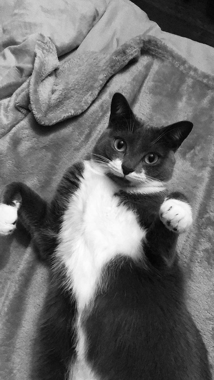 Tsuki a rejoint le concours — aidez-le/la à gagner de superbes lots ! black_and_white, black_cat, box, carnivore, cat, comfort, domestic_short_haired_cat, felidae, fur, grey, linens, mammal, monochrome, monochrome_photography, paw, small_to_medium_sized_cats, style, tail, whiskers