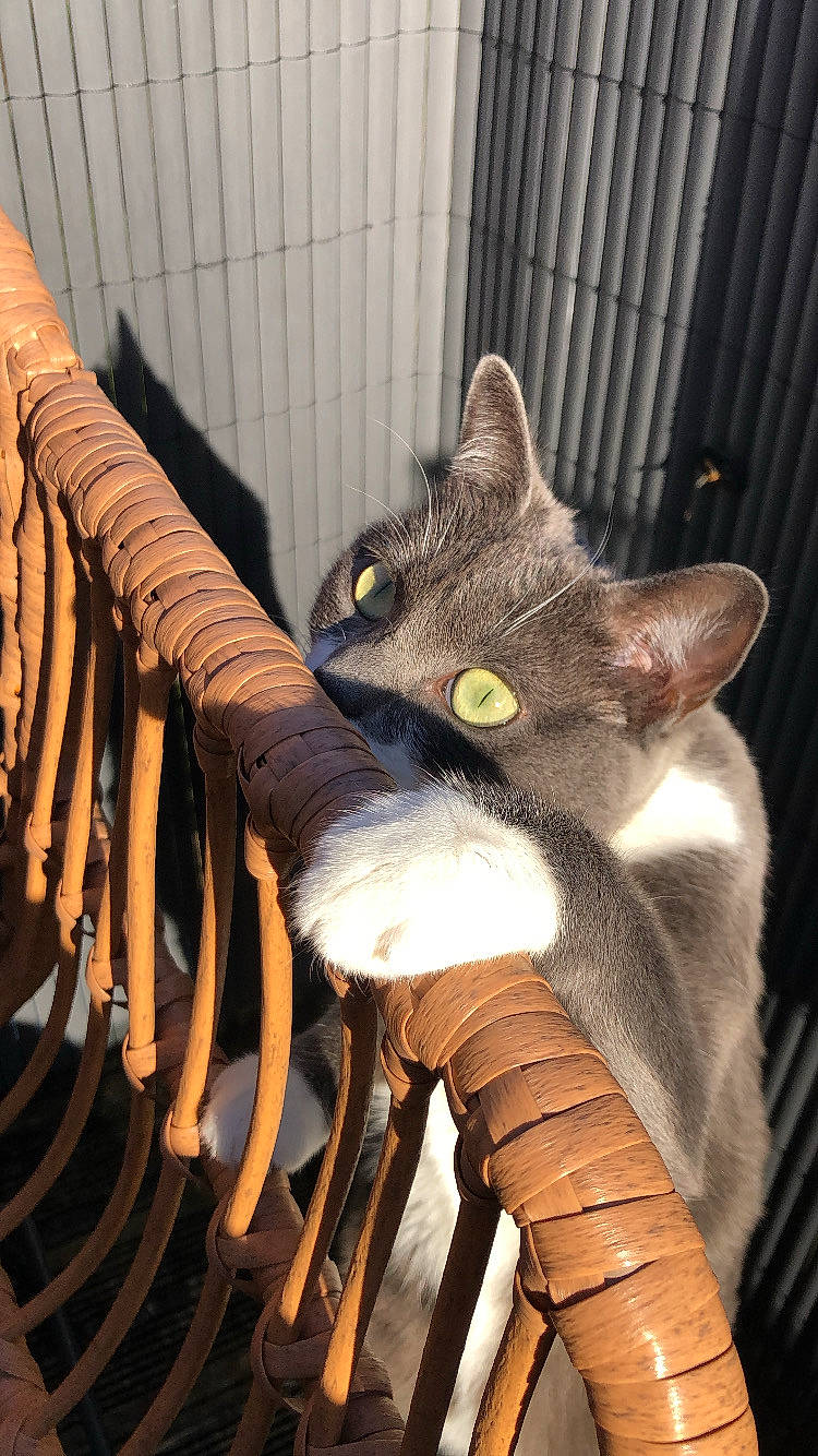 Tsuki