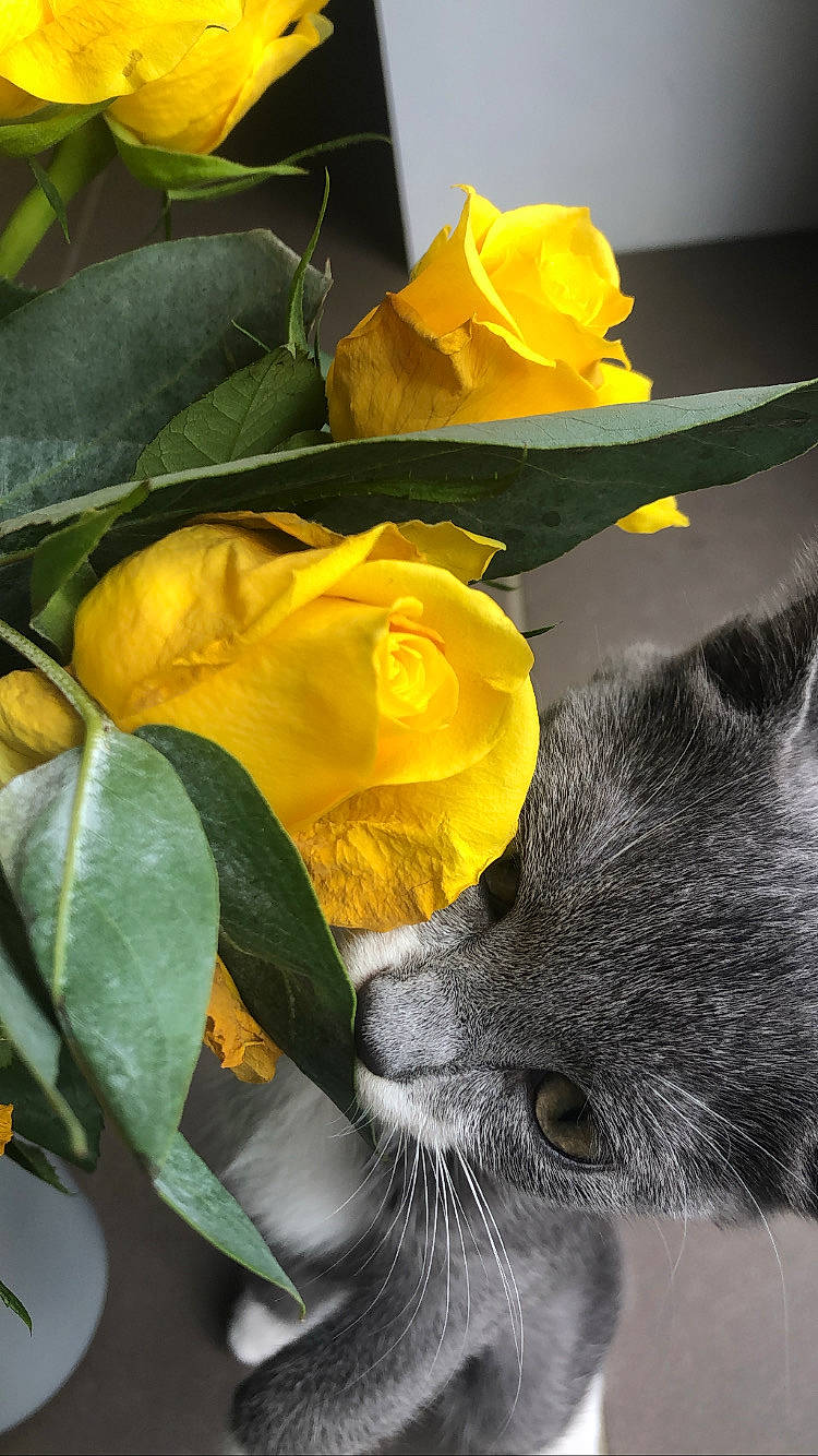 Tsuki a rejoint le concours — aidez-le/la à gagner de superbes lots ! annual_plant, carnivore, cat, domestic_short_haired_cat, felidae, flower, flowering_plant, fur, herbaceous_plant, paw, petal, plant, plant_stem, rose, rose_family, rose_order, small_to_medium_sized_cats, tail, whiskers, yellow