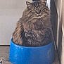 cat, tabby_cat, feline, pet, long_fur, fluffy, blue_bowl, bowl, sitting, green_eyes, whiskers, indoor, concrete_floor, doorway, wall, curious, portrait, close_up, container, domestic