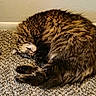 Merlin joined the competition — help win amazing prizes! cat, tabby, fluffy, long_hair, sleeping, curled_up, lying_down, pet, animal, feline, fur, striped, brown, black, white, carpet, indoor, home, cozy, relaxed
