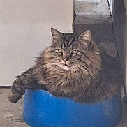 Merlin is registered to the contest to win money with this photo: cat, tabby, long_hair_cat, fluffy, whiskers, ears, green_eyes, blue_bowl, plastic_bowl, container, sitting, resting, portrait, stare, feline, pet, indoor, floor, concrete, doorway