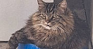 Merlin is registered to the contest to win money with this photo: blue_bowl, cat, concrete, container, doorway, ears, feline, floor, fluffy, green_eyes, indoor, long_hair_cat, pet, plastic_bowl, portrait, resting, sitting, stare, tabby, whiskers