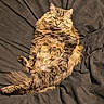 Merlin joined the competition — help win amazing prizes! cat, tabby, fluffy, fur, pet, animal, sleeping, relaxed, lounging, belly_up, paws, whiskers, ears, tail, indoor, blanket, cozy, portrait, close_up, funny