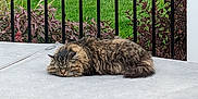 Merlin is registered to the contest to win money with this photo: cat, sleeping, fluffy_fur, longhair_cat, outdoor, patio, railing, grass, shrubbery, greenery, nap, pet, whiskers, face, tail, porch, cover, fence, curled_up, relaxation