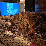 Merlin joined the competition — help win amazing prizes! cat, tabby, sleeping, fluffy, fur, whiskers, closed_eyes, indoors, bed, blanket, patterned_fabric, cozy, relaxed, resting, television, dresser, living_room, warm_lighting, pet, nap