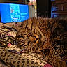 bed, blanket, cat, closed_eyes, cozy, dresser, fluffy, fur, indoors, living_room, nap, patterned_fabric, pet, relaxed, resting, sleeping, tabby, television, warm_lighting, whiskers