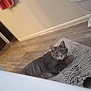 Soup is registered to the contest to win money with this photo: cat, gray_cat, tabby, pet, bathroom, bath_mat, rug, toilet, floor, wood_floor, green_eyes, whiskers, indoor, loaf, curious, looking_at_camera, domestic_cat, relaxed, home_interior, towel