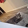 cat, gray_cat, tabby, pet, bathroom, bath_mat, rug, toilet, floor, wood_floor, green_eyes, whiskers, indoor, loaf, curious, looking_at_camera, domestic_cat, relaxed, home_interior, towel