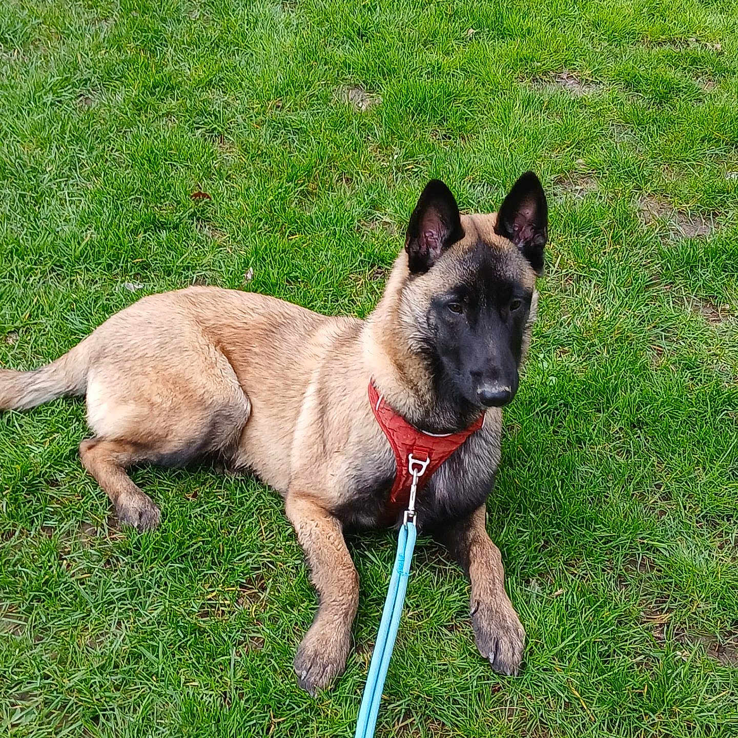 Altos a rejoint le concours — aidez-le/la à gagner de superbes lots ! dog, canine, pet, animal, grass, outdoor, leash, harness, lying_down, brown, black_face, ears_up, alert, nature, daylight, greenery, mammal, companion, resting, summer