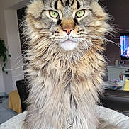 Thanos a rejoint le concours — aidez-le/la à gagner de superbes lots ! animal, cat, close_up, cozy, domestic_cat, feline, fluffy, furry, green_eyes, houseplant, indoor, living_room, long_fur, maine_coon, pet_bed, portrait, sitting, sofa, television, whiskers
