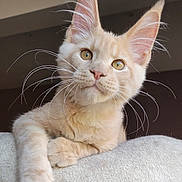 Arès participe au concours pour gagner de l'argent avec cette photo : amber_eyes, animal, cat, close_up, cozy, cream_colored, curious, cute, domestic_cat, feline, fur, indoor, large_ears, long_whiskers, pet, portrait, relaxed, resting, soft_blanket, whiskers