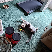 Pepper is registered to the contest to win money with this photo: cat, carpet, treadmill, fan, food_bowl, blanket, basket, container, indoor, pet, curious, relaxed, playful, floor, home, animal, toy, household_items, resting, cozy