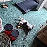 cat, carpet, treadmill, fan, food_bowl, blanket, basket, container, indoor, pet, curious, relaxed, playful, floor, home, animal, toy, household_items, resting, cozy