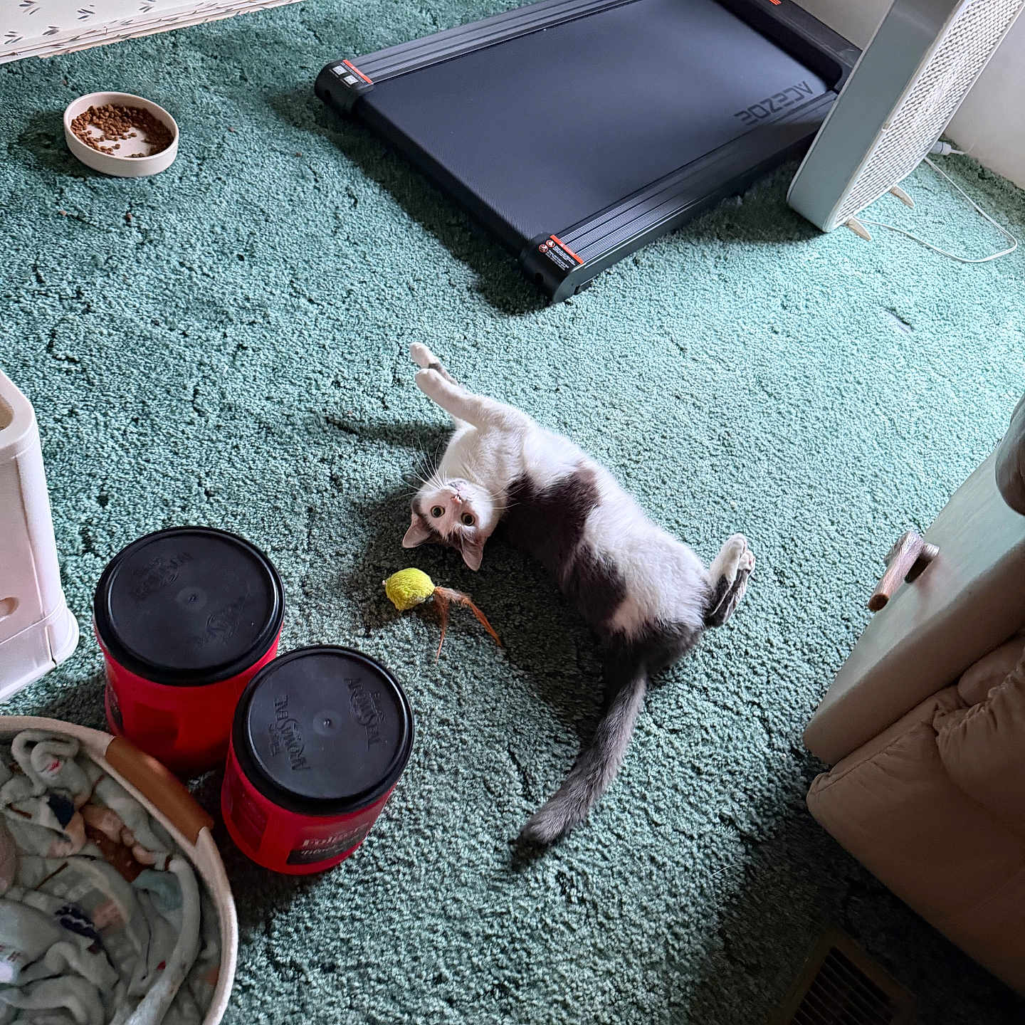 Pepper is registered to the contest to win money with this photo: cat, carpet, treadmill, fan, food_bowl, blanket, basket, container, indoor, pet, curious, relaxed, playful, floor, home, animal, toy, household_items, resting, cozy