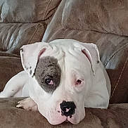 Bolt joined the competition — help win amazing prizes! dog, white_dog, eye_patch, sleepy, lying_down, couch, sofa, cushions, indoor, home, pet, portrait, close_up, relaxed, floppy_ears, black_nose, brown_furniture, cozy, animal, photography