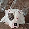 dog, white_dog, eye_patch, sleepy, lying_down, couch, sofa, cushions, indoor, home, pet, portrait, close_up, relaxed, floppy_ears, black_nose, brown_furniture, cozy, animal, photography