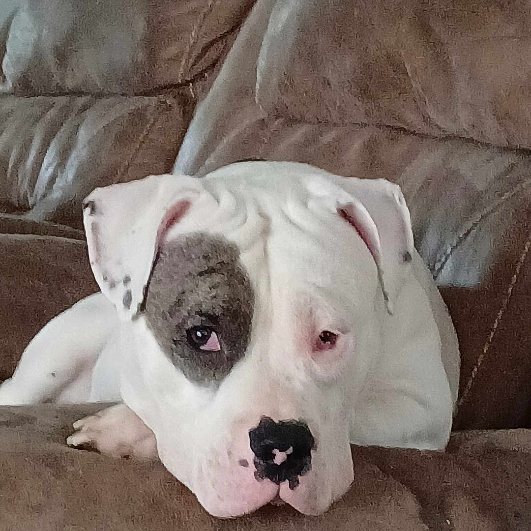 Bolt