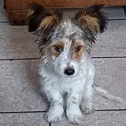 Gribouille a rejoint le concours — aidez-le/la à gagner de superbes lots ! puppy, dog, pet, animal, cute, ears, fur, white, brown, sitting, floor, tile, indoor, young, adorable, looking, portrait, small, companion, friendly