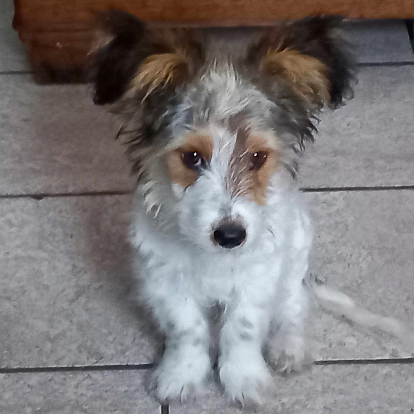 Gribouille a rejoint le concours — aidez-le/la à gagner de superbes lots ! adorable, animal, brown, companion, cute, dog, ears, floor, friendly, fur, indoor, looking, pet, portrait, puppy, sitting, small, tile, white, young