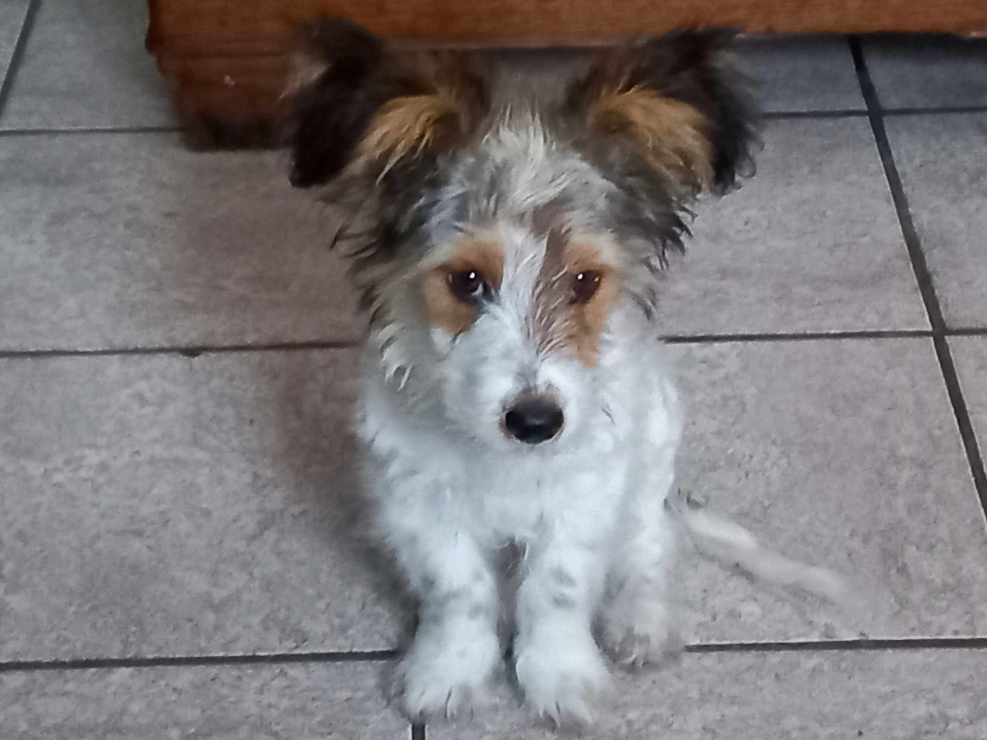 Gribouille a rejoint le concours — aidez-le/la à gagner de superbes lots ! puppy, dog, pet, animal, cute, ears, fur, white, brown, sitting, floor, tile, indoor, young, adorable, looking, portrait, small, companion, friendly