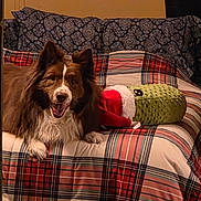 Rex is registered to the contest to win money with this photo: dog, bed, plaid, blanket, couch, indoor, animal, pet, fur, happy, smiling, toy, plush, santa_hat, cozy, resting, brown, white, face, ears
