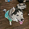 animal, blue_onesie, cute, dog, domestic, ears, floor, fur, happy, indoor, looking_up, mop_bucket, pet_bowls, pet_carrier, pet_clothing, siberian_husky, tail, tongue_out, wooden_floor, yellow_ducks