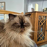 Celeste joined the competition — help win amazing prizes! cat, fluffy, blue_eyes, indoor, furniture, wooden_cabinet, home_decor, pet, animal, close_up, fur, whiskers, face, expression, relaxed, sitting, domestic, cute, portrait, living_room