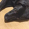Storm is registered to the contest to win money with this photo: dog, black_dog, pet, animal, lying_down, floor, wood_floor, close_up, fur, canine, domestic_animal, resting, indoor, mammal, head, eyes, snout, sleepy, relaxed, portrait
