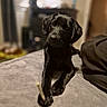 black_labrador, puppy, dog, pet, indoor, blanket, chew_stick, lying_down, curious, fur, animal, canine, cute, young, portrait, cozy, soft_light, blurred_background, paw, companion