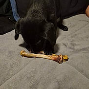 Storm is registered to the contest to win money with this photo: puppy, dog, black_dog, bone, blanket, indoors, close_up, pet, animal, canine, cute, small_dog, soft_texture, resting, person, knee, arm, cozy, relaxed, focus