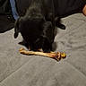 puppy, dog, black_dog, bone, blanket, indoors, close_up, pet, animal, canine, cute, small_dog, soft_texture, resting, person, knee, arm, cozy, relaxed, focus