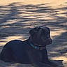 dog, black_dog, collar, sand, shadow, outdoor, animal, pet, lying_down, nature, sunlight, resting, canine, quiet, calm, summer, daytime, ground, shade, park