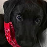 dog, puppy, black_dog, bandana, red_bandana, close_up, pet, animal, indoor, cute, young_dog, face, ears, looking_up, adorable, fur, canine, companion, domestic_animal, portrait