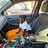 Storm is registered to the contest to win money with this photo: dog, black_dog, jacket, blanket, car_interior, passenger_seat, seatbelt, window, door_handle, center_console, gear_shift, cup_holder, sunlight, leash, pet, animal, vehicle, indoor, curious, sitting