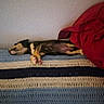 animal, blanket, cozy, crocheted_blanket, cute, fur, indoor, lying_down, paw, peaceful, pet, pink_paw, puppy, red_blanket, relaxation, resting, sleep, sleeping, small_dog, wall