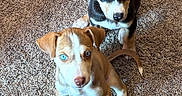 Gemini is registered to the contest to win money with this photo: adorable, animal, black_dog, blue_eyes, carpet, companion, cute, dog, domestic_animal, friendship, fur, indoor, looking_up, pet, playful, puppy, sitting, small_dog, tan_dog, young_dog