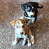 adorable, animal, black_dog, blue_eyes, carpet, companion, cute, dog, domestic_animal, friendship, fur, indoor, looking_up, pet, playful, puppy, sitting, small_dog, tan_dog, young_dog