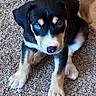 adorable, animal, black_fur, blue_eye, canine, carpet, cute, dog, fur, heterochromia, indoor, looking_up, pet, portrait, puppy, sitting, small_dog, tan_fur, white_paws, young_dog