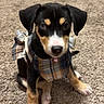 puppy, dog, plaid_outfit, carpet, indoor, pet, cute, young_dog, black_fur, tan_fur, white_paws, small_dog, sitting, looking_at_camera, adorable, domestic_animal, fur, animal, companion, household