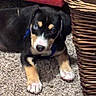 animal, basket, black, blue_eye, brown, carpet, closeup, collar, curious, cute, dog, domestic, furniture, heterochromia, indoor, laying, pet, puppy, white, young_dog
