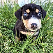 Gemini joined the competition — help win amazing prizes! puppy, dog, grass, outdoor, blue_eyes, black_fur, tan_fur, cute, pet, animal, young_dog, nature, curious, fence, small, adorable, face, portrait, sitting, greenery